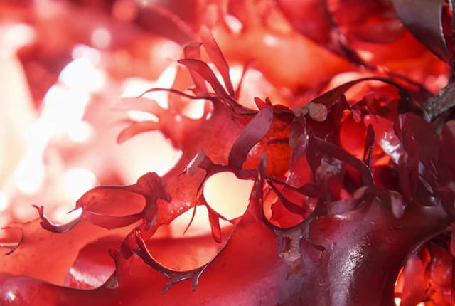 What is Astaxanthin good for?