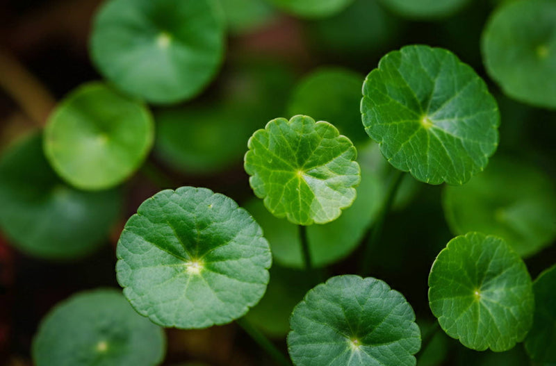 CENTELLA ASIATICA (Cica)