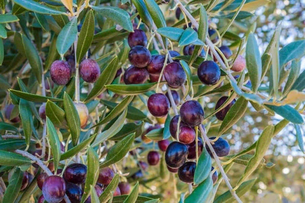 What are the Benefits of Olea Europaea?