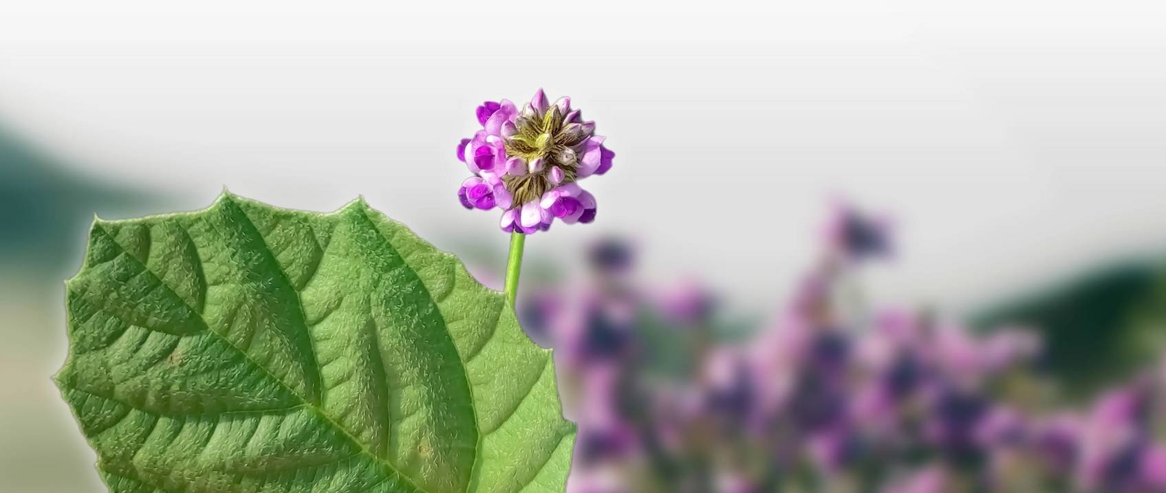 What Does Bakuchiol Do For The Skin?