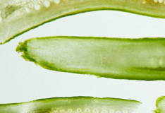 JOJOBA